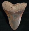 Inch Megalodon Tooth #5189-2